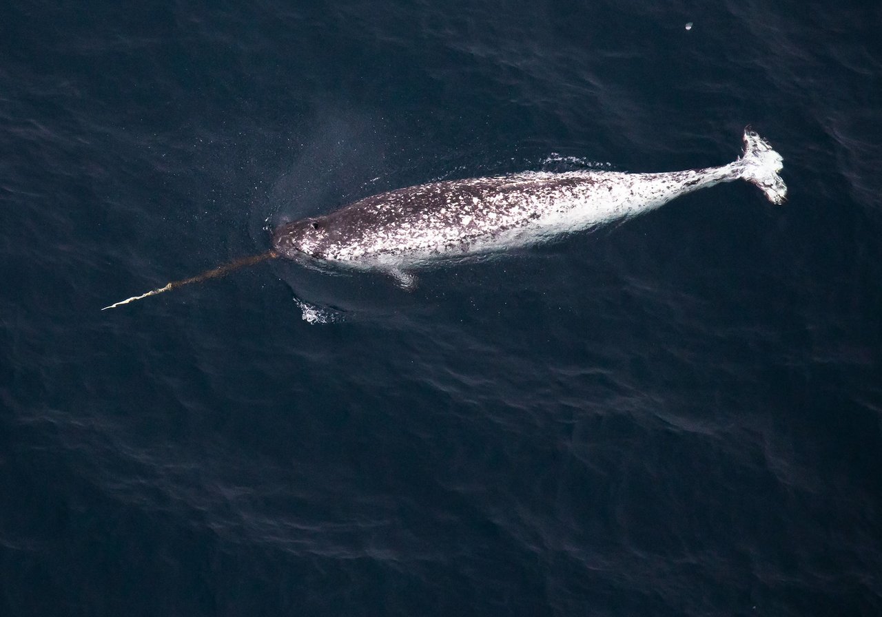A narwhal surfacing in icy Arctic water, its long spiralled tusk visible above the surface beside mottled grey skin.