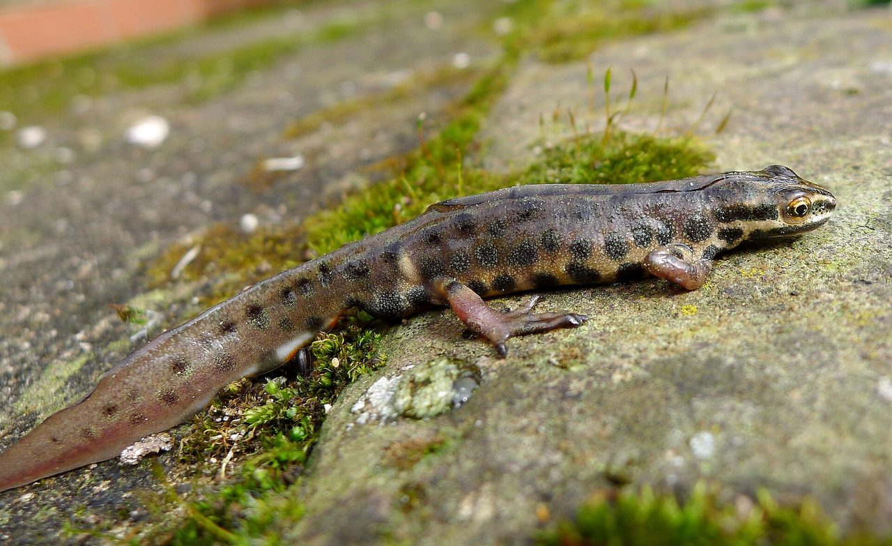 A male smooth newt (Lissotriton vulgaris) with olive-brown skin and dark spots resting on a mossy stone surface, viewed from the side in natural daylight