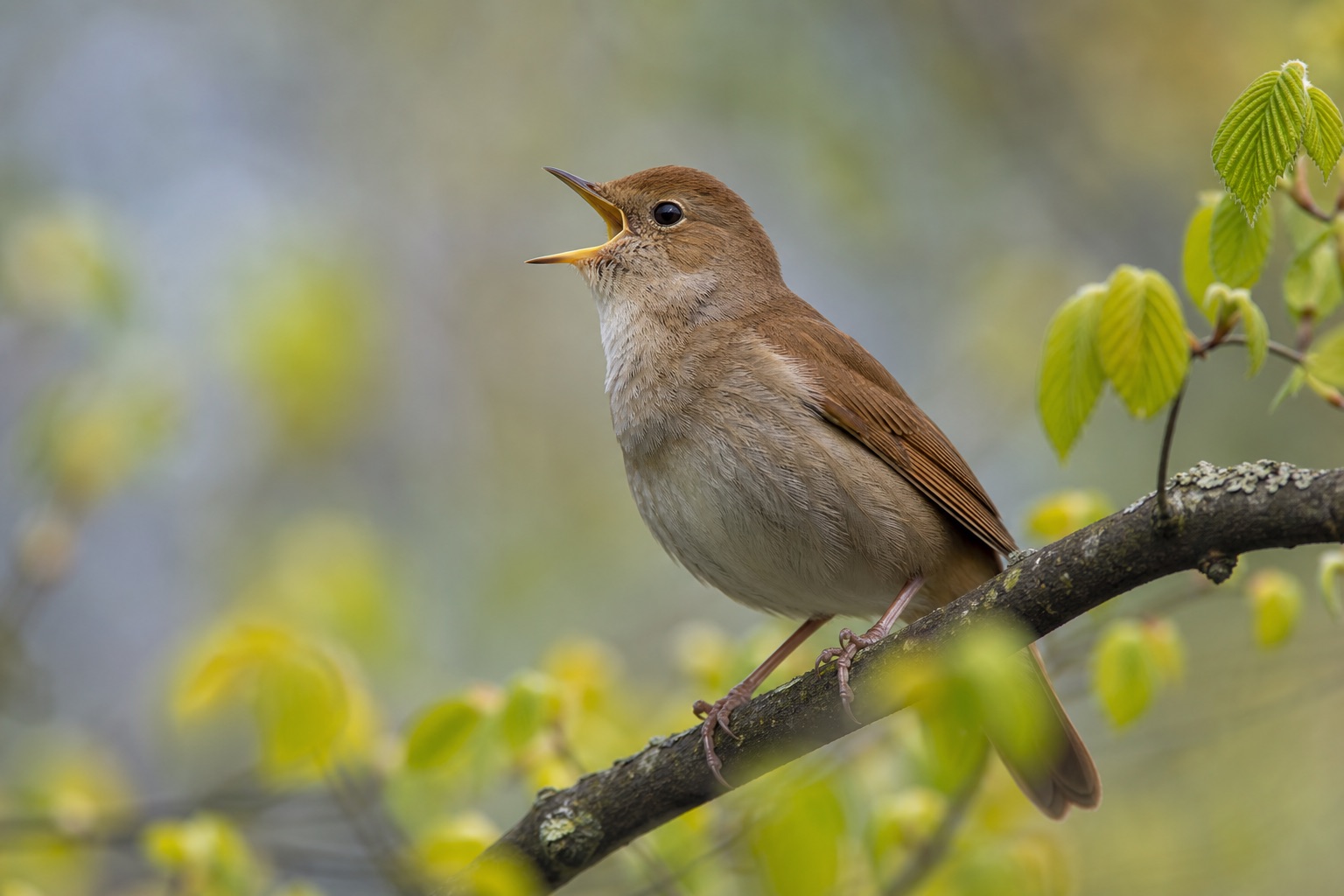 Common nightingale, a plain brown songbird, singing from a dense thicket with its bill open wide