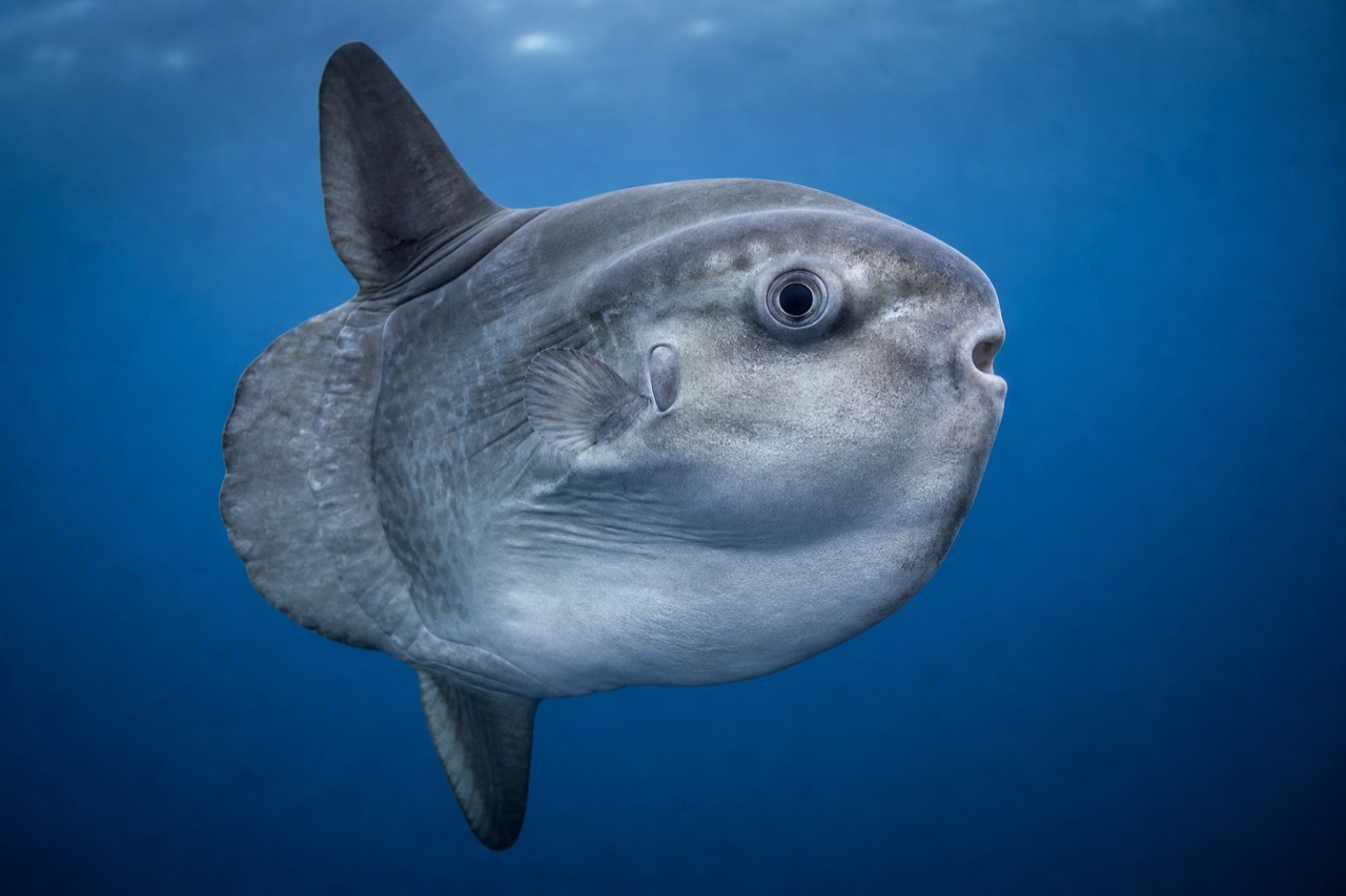 Ocean sunfish drifting upright in open blue ocean