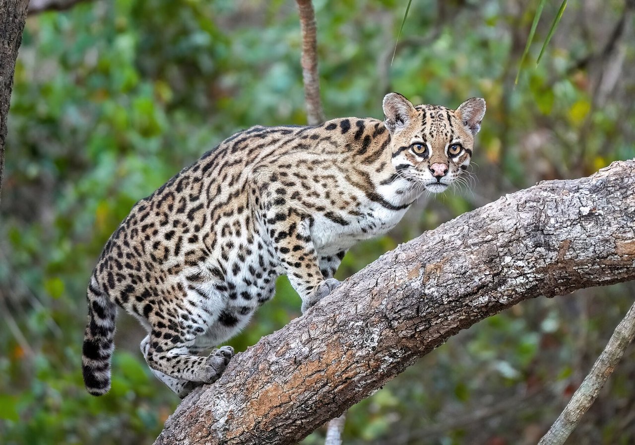 An ocelot with a golden coat marked by black rosettes and spots, walking along a forest floor in dappled tropical light.