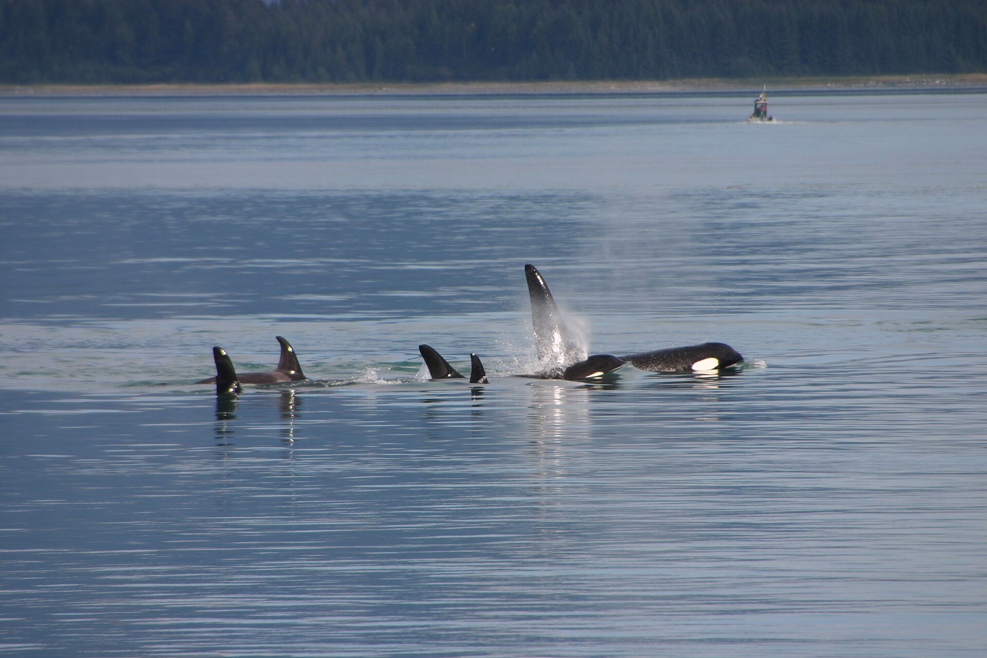 A pod of orcas (Orcinus orca) swimming calmly through open coastal water, their distinctive tall black dorsal fins and black-and-white markings clearly visible at the surface