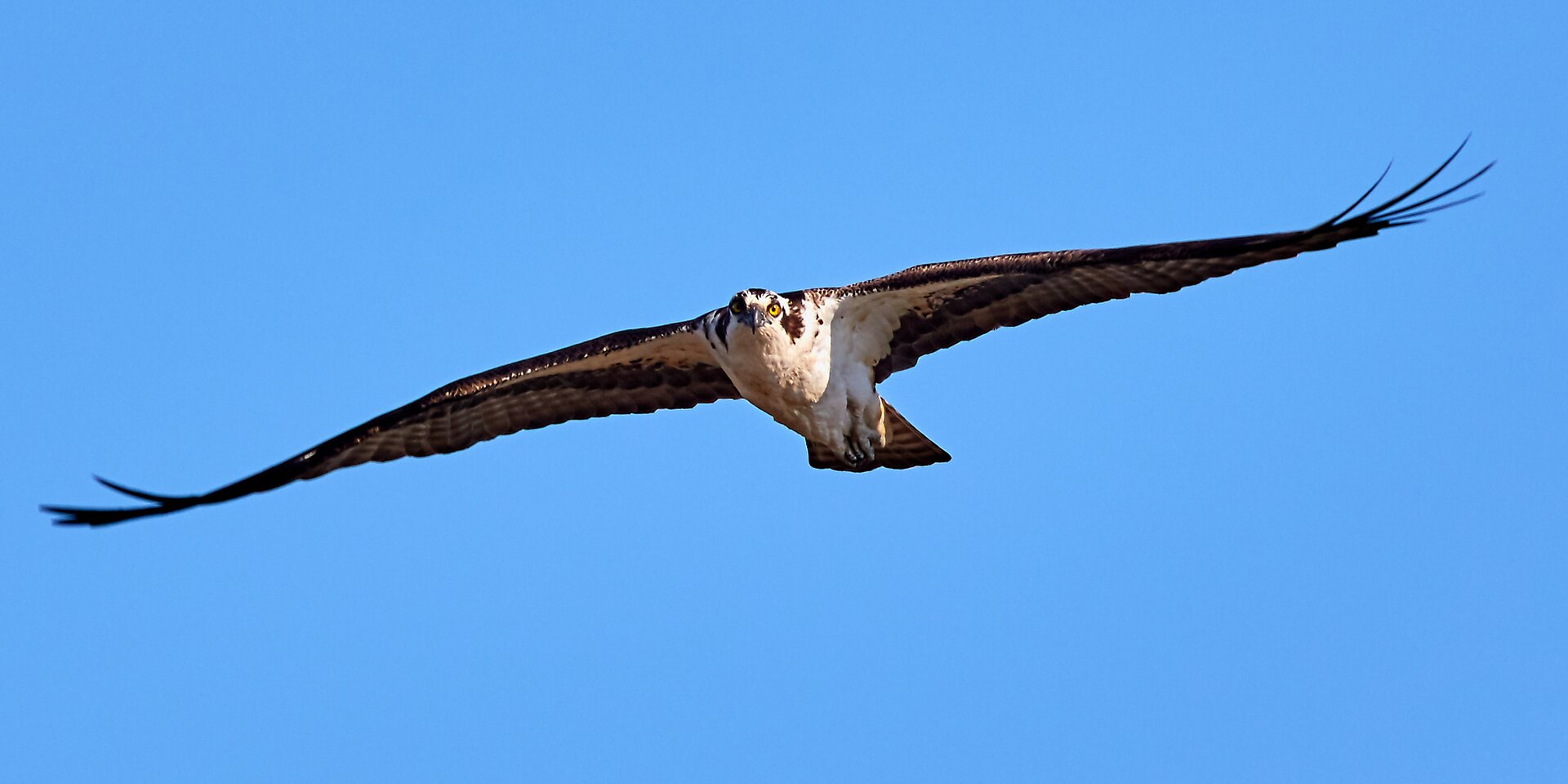 An osprey (Pandion haliaetus) soaring in full flight against a clear blue sky, showing its characteristic dark brown upperparts, white underparts, dark eye-stripe, and angled "M-shaped" wings with spread primary feathers.