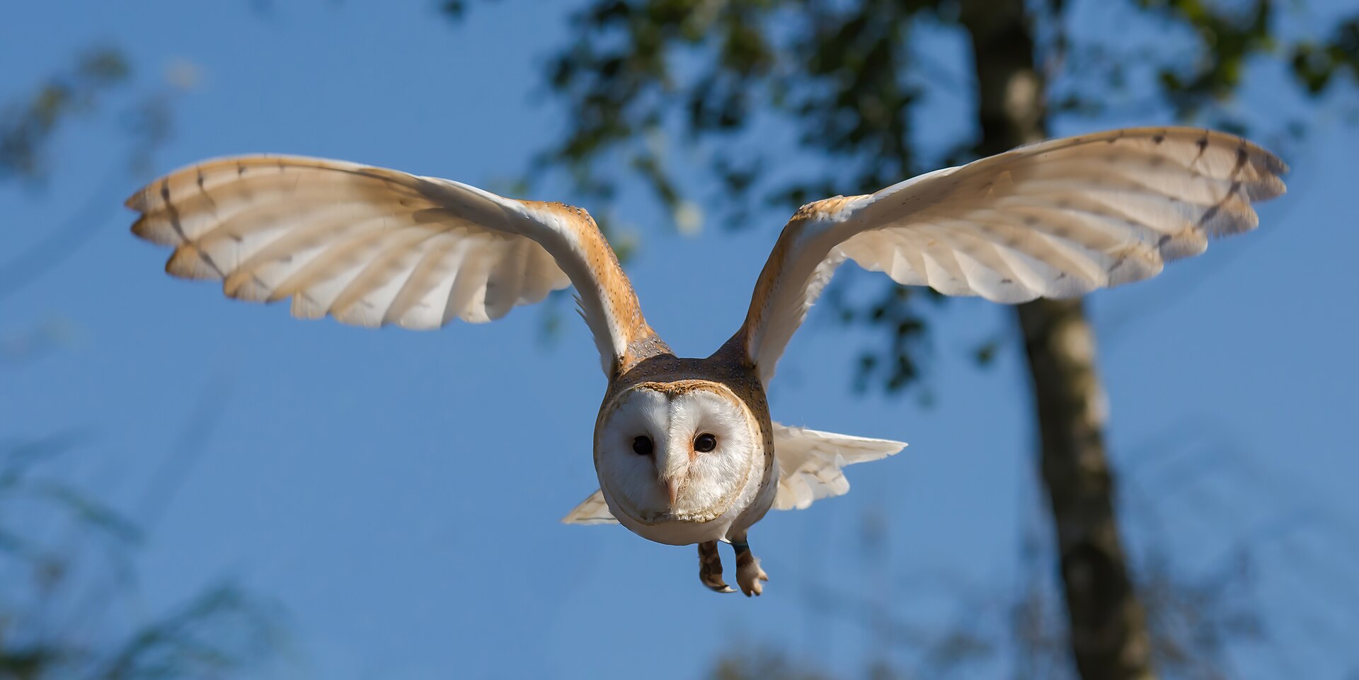 A wild barn owl (Tyto alba) in flight with wings spread and its heart-shaped white facial disc facing forward against a blue sky.