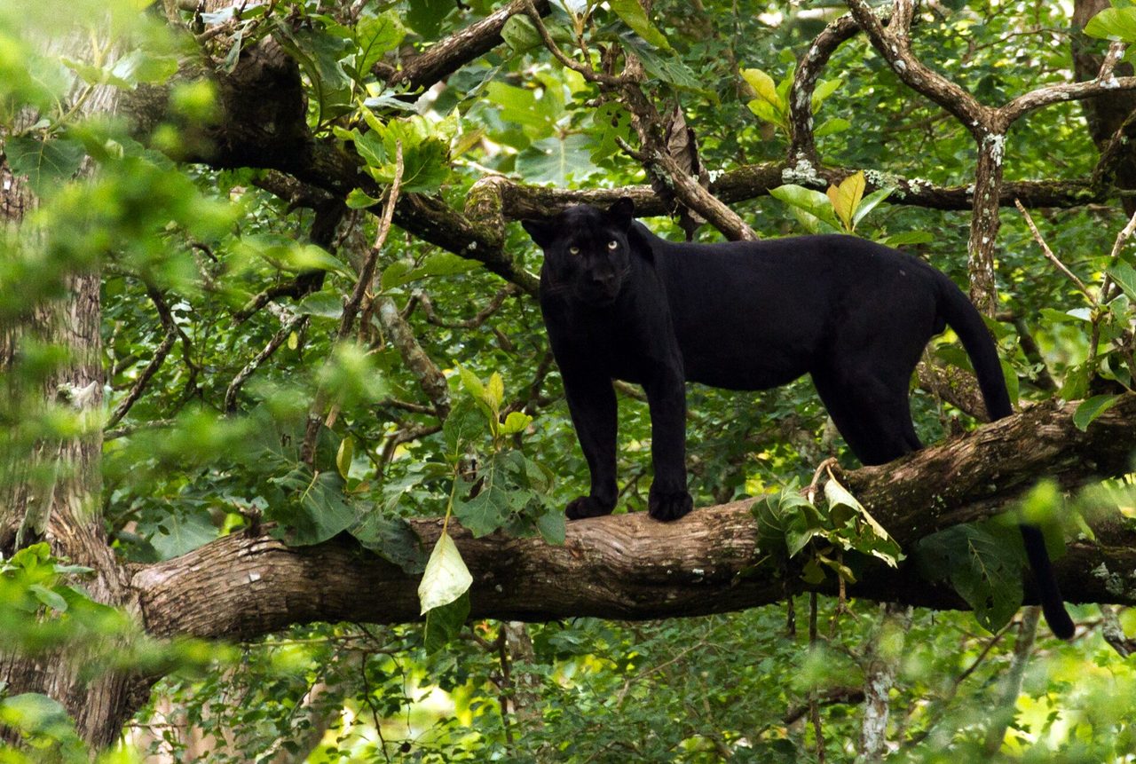 A melanistic leopard (black panther) standing on a large tree branch surrounded by dense green foliage in an Indian forest
