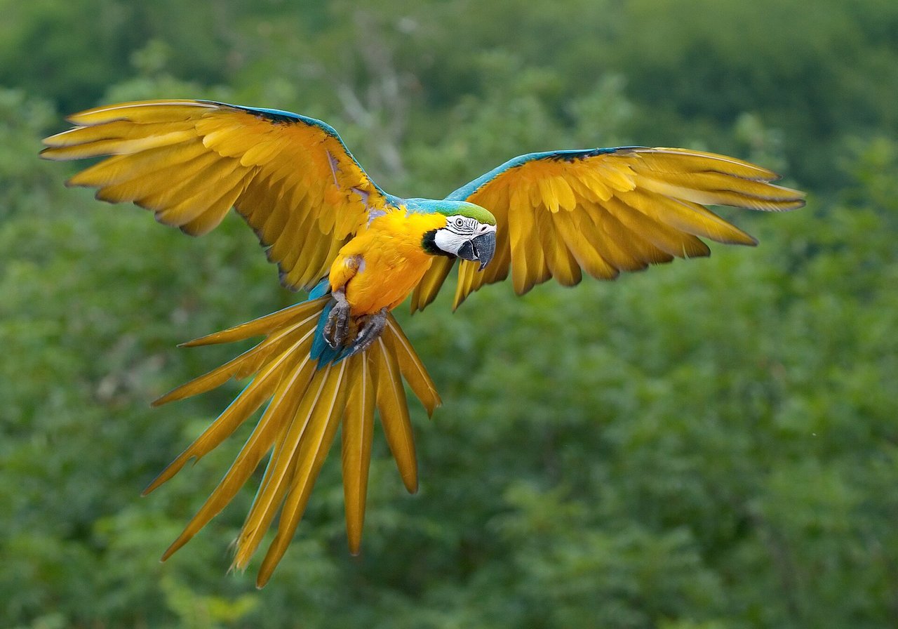 A colourful parrot perched on a branch, showing curved beak, bright plumage and an alert, intelligent expression.
