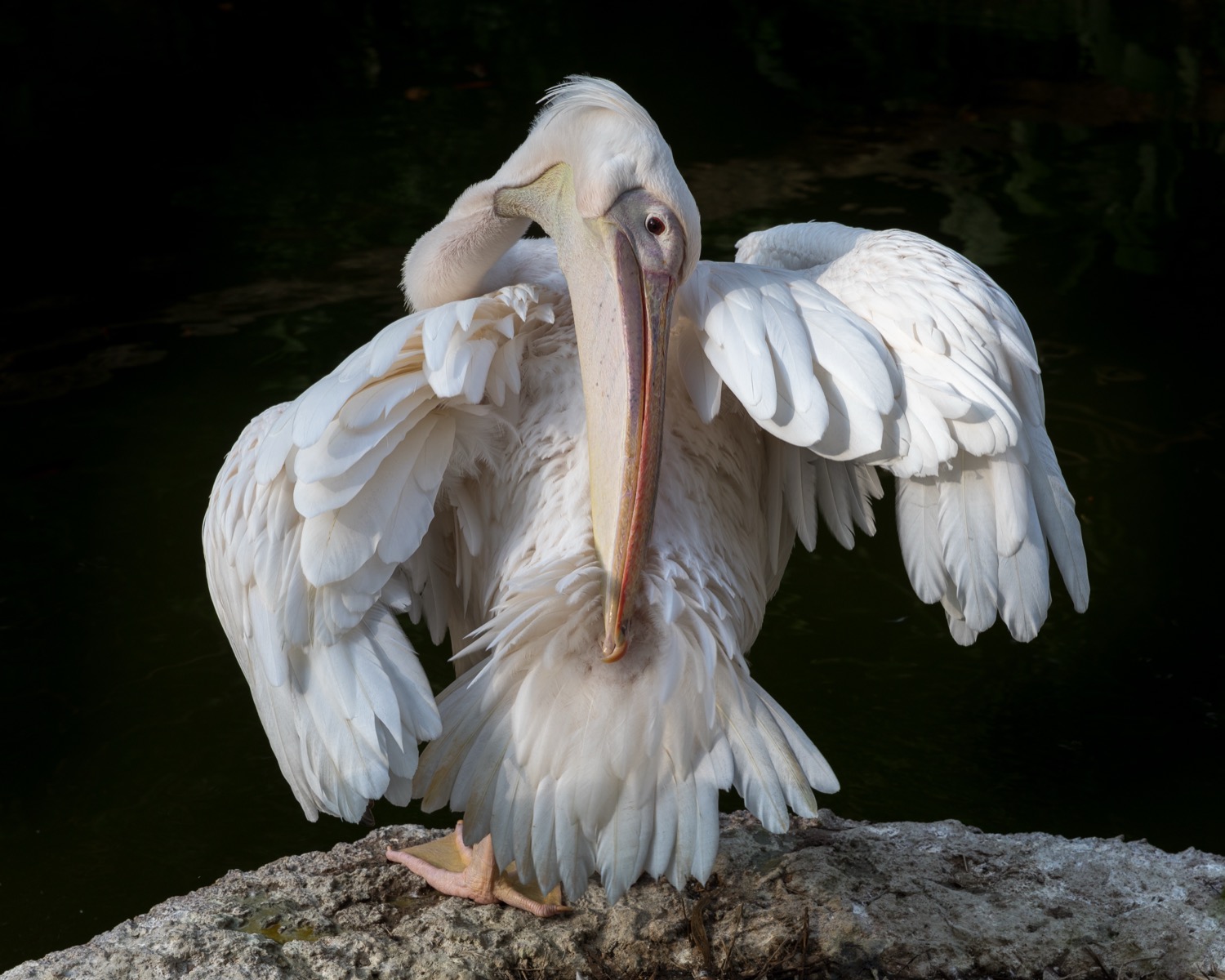 A large white pelican floating on calm water, its long bill and expandable orange-yellow throat pouch clearly visible as it scoops at the surface.