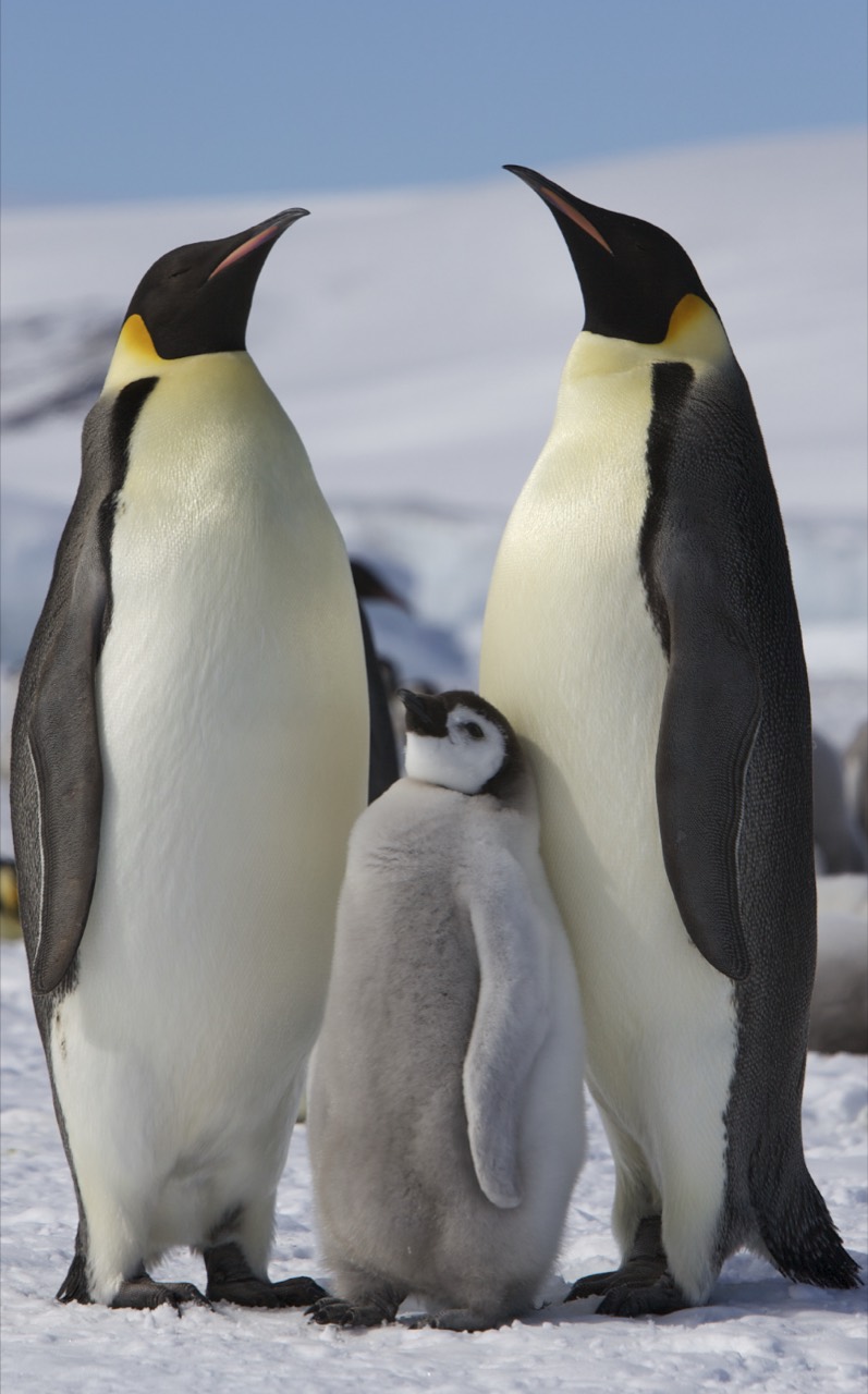 A group of penguins standing on snow and rock at the edge of an icy Antarctic coastline, with several adults and chicks huddled together