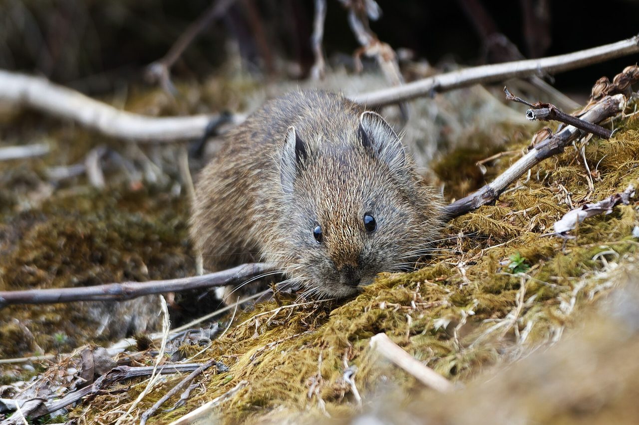 A Sikkim pika (Ochotona sikimaria) crouches among mossy rocks and twigs in its natural Himalayan mountain habitat.