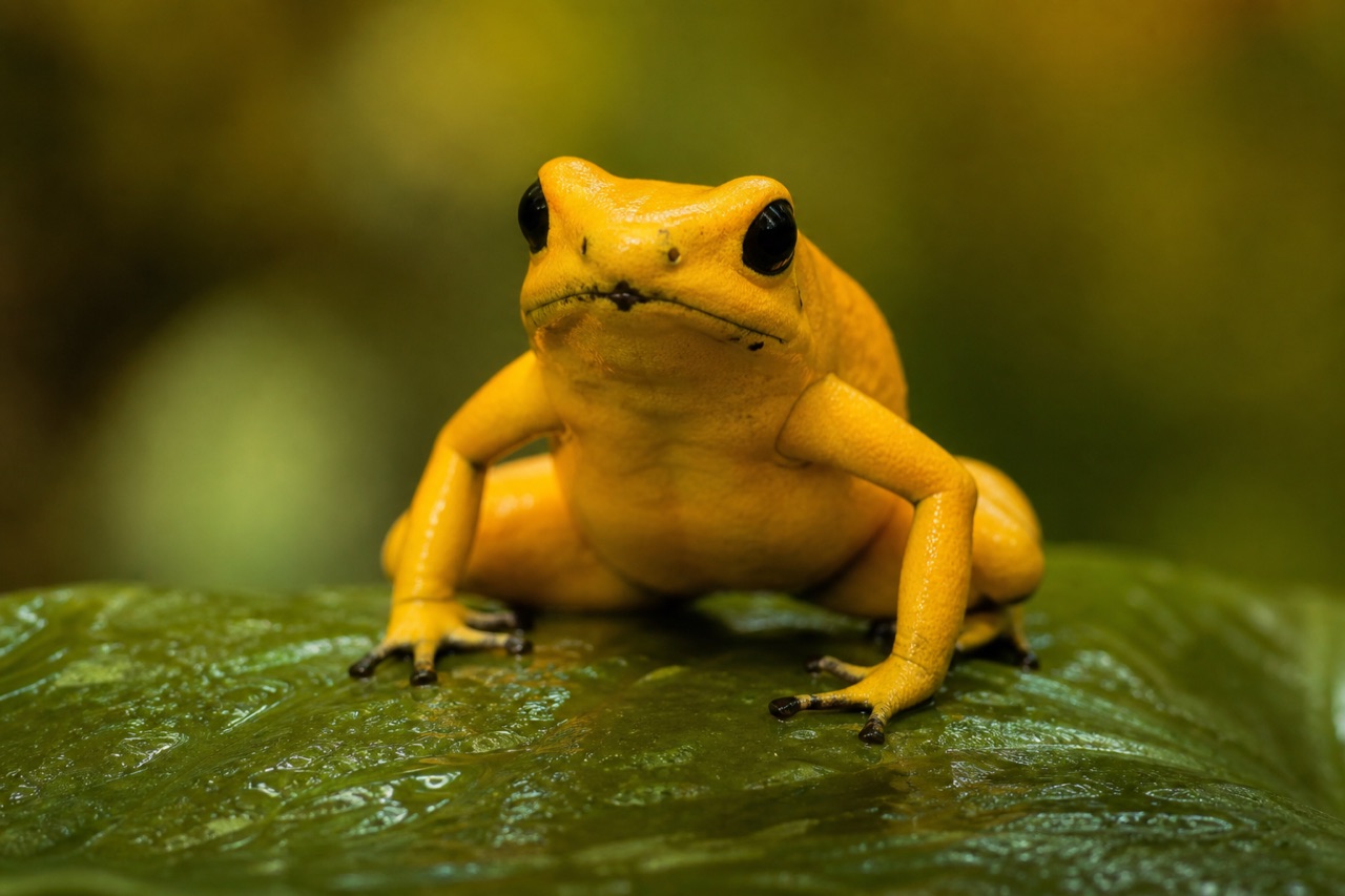 Golden poison dart frog on a wet rainforest leaf