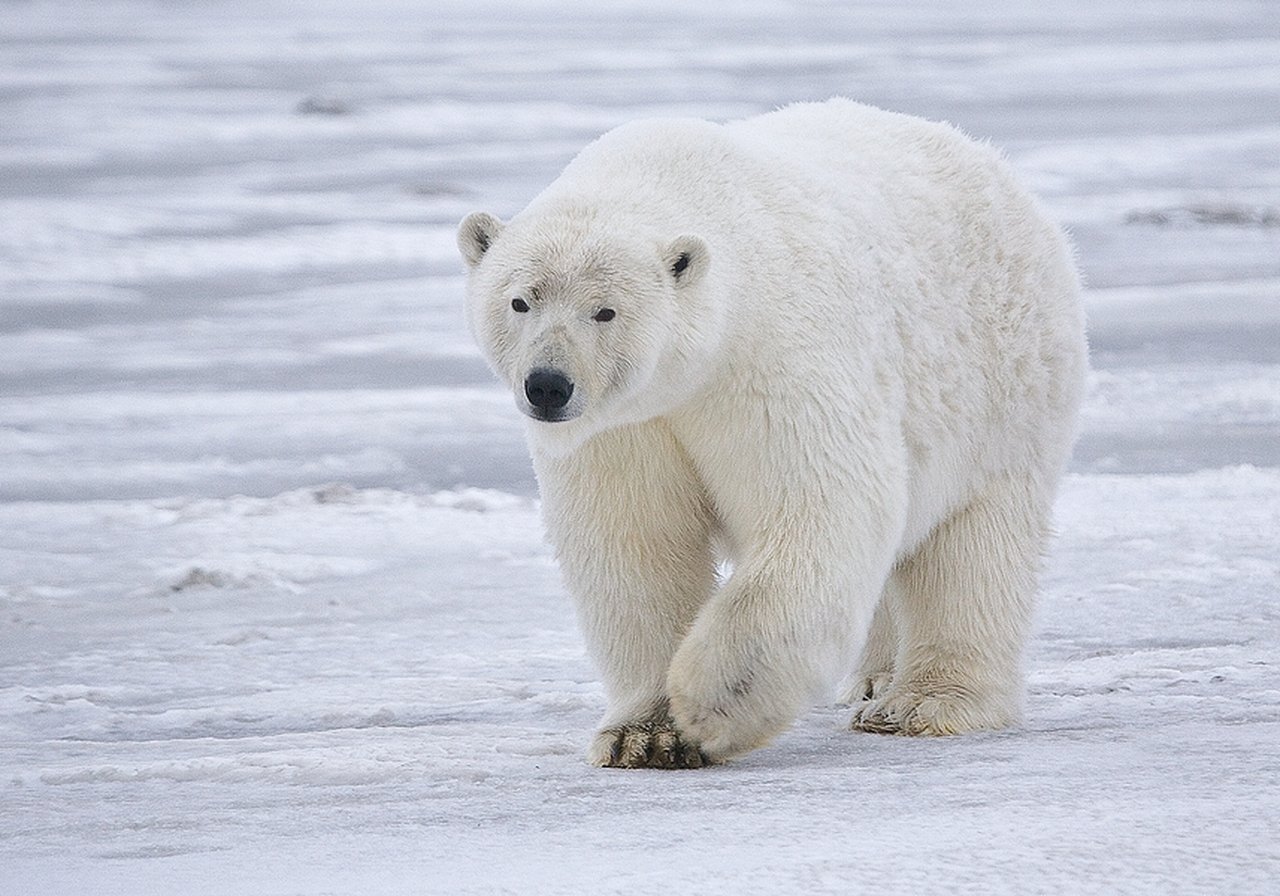 A polar bear with creamy white fur standing on Arctic sea ice, its powerful frame silhouetted against a pale blue horizon.
