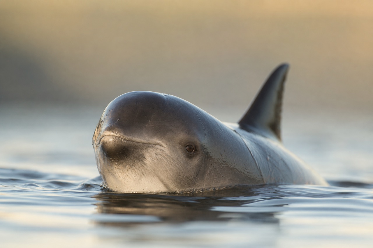 Harbour porpoise surfacing in calm coastal water