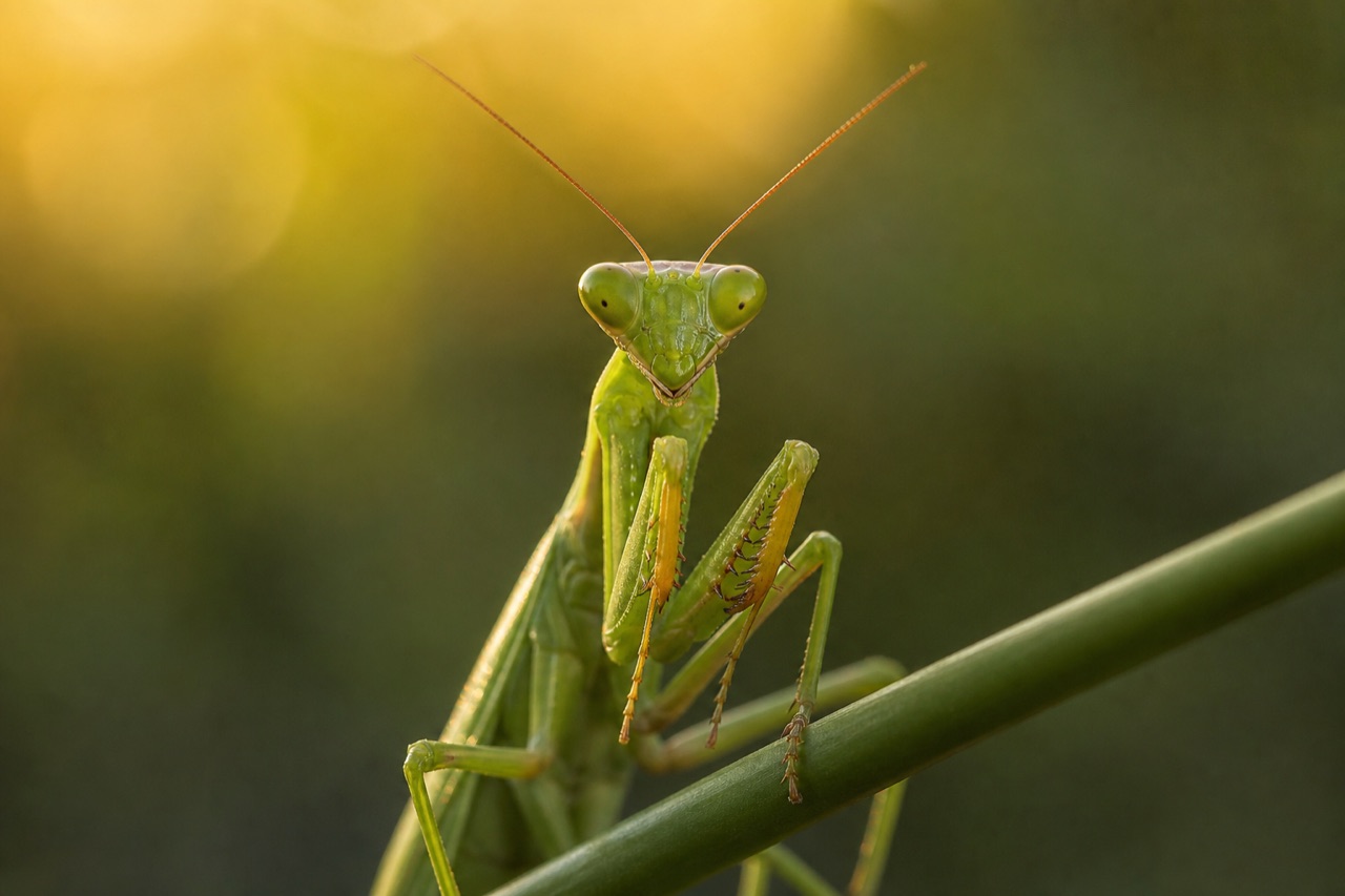 Green praying mantis perched alert on a stem