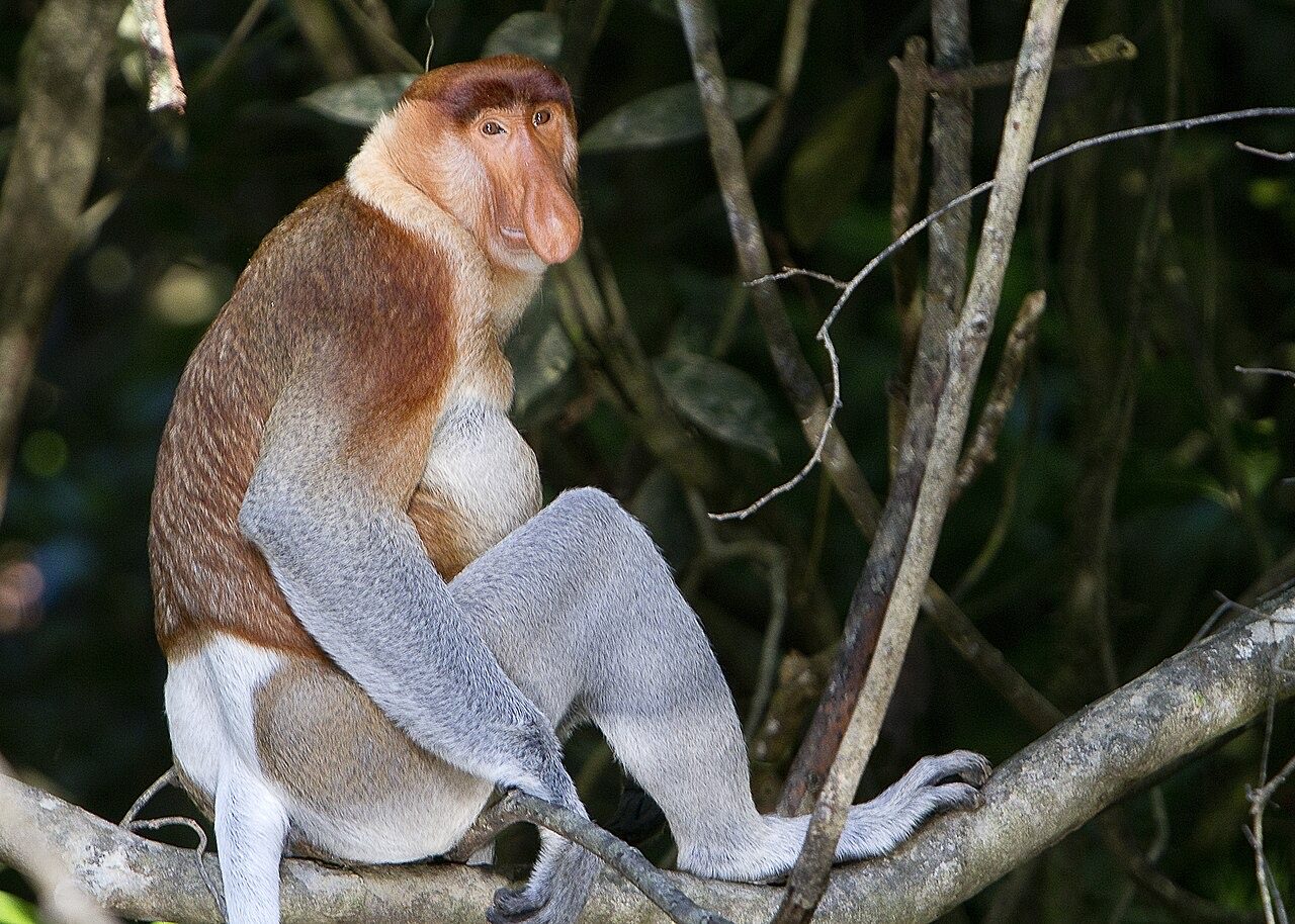 A male proboscis monkey with a large pendulous nose, reddish-brown coat and pot-bellied build perched in a riverside mangrove tree in Borneo, Indonesia.