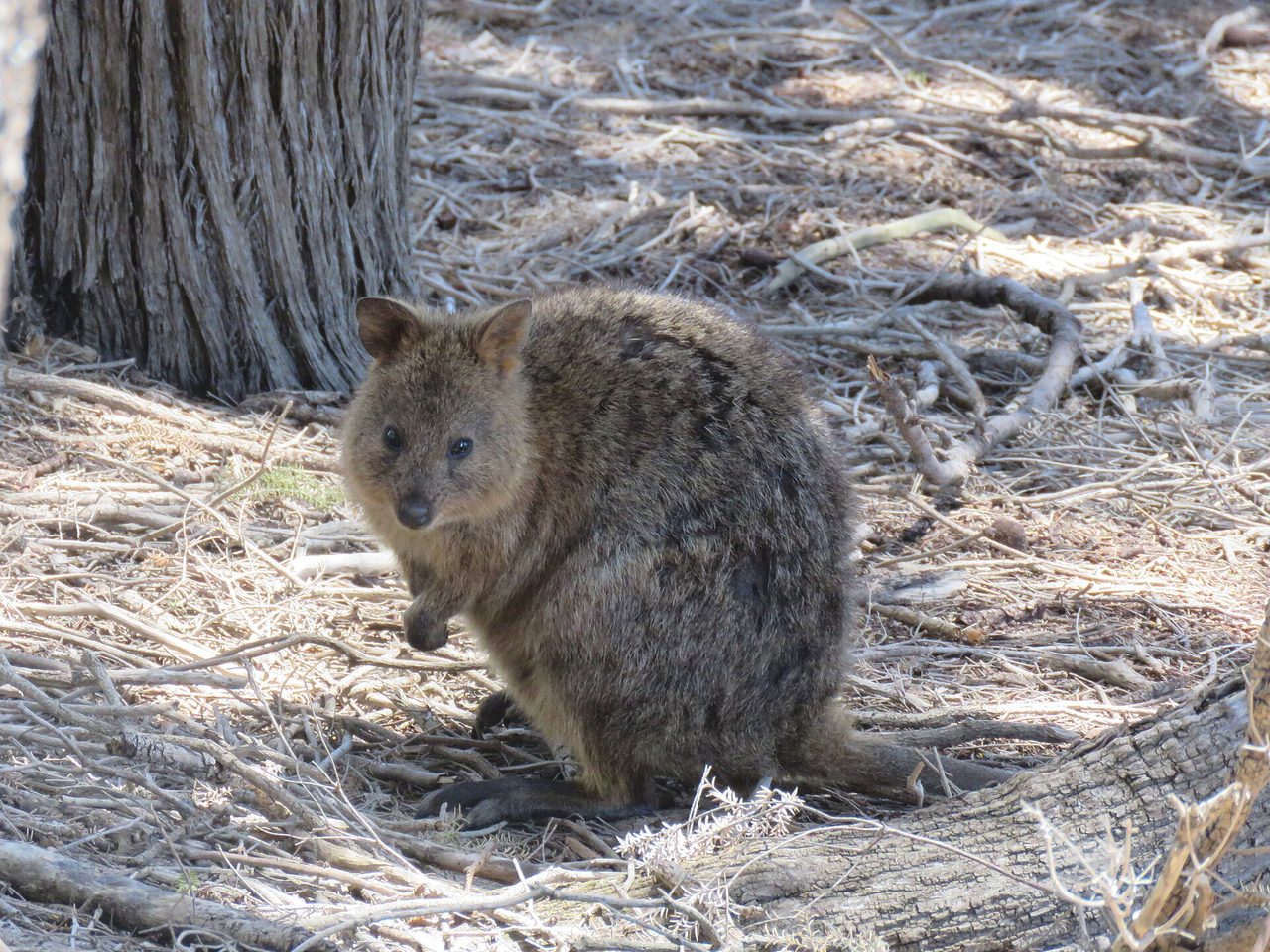 A wild quokka (Setonix brachyurus) sitting on dry leaf litter beneath a tree on Rottnest Island, Western Australia.