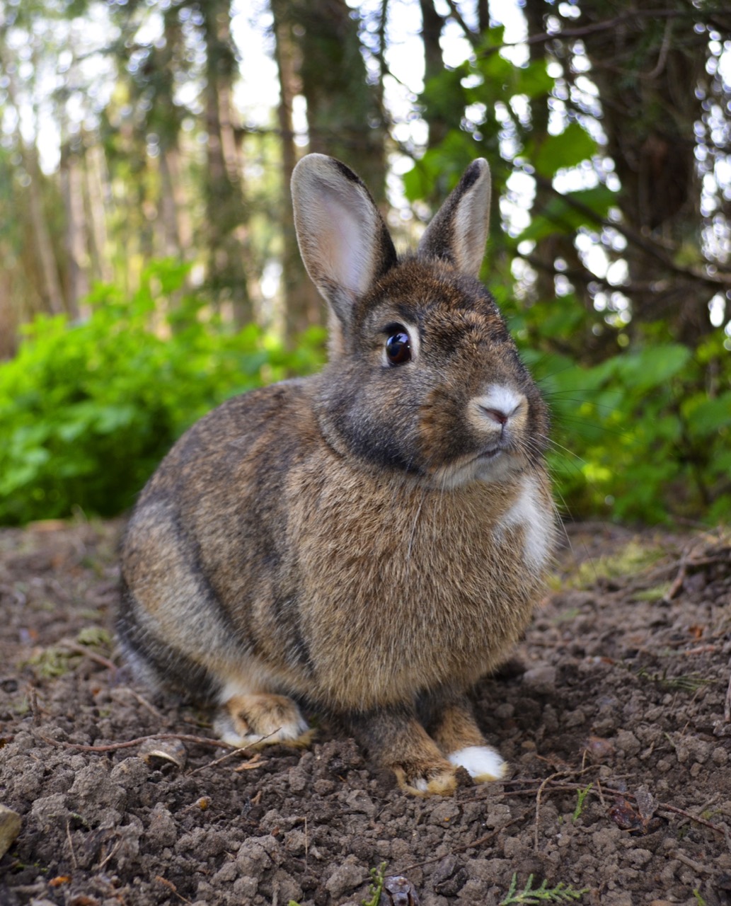 A wild European rabbit with alert upright ears sitting on short grass at dusk, its body turned to show the panoramic eye placement typical of the species.