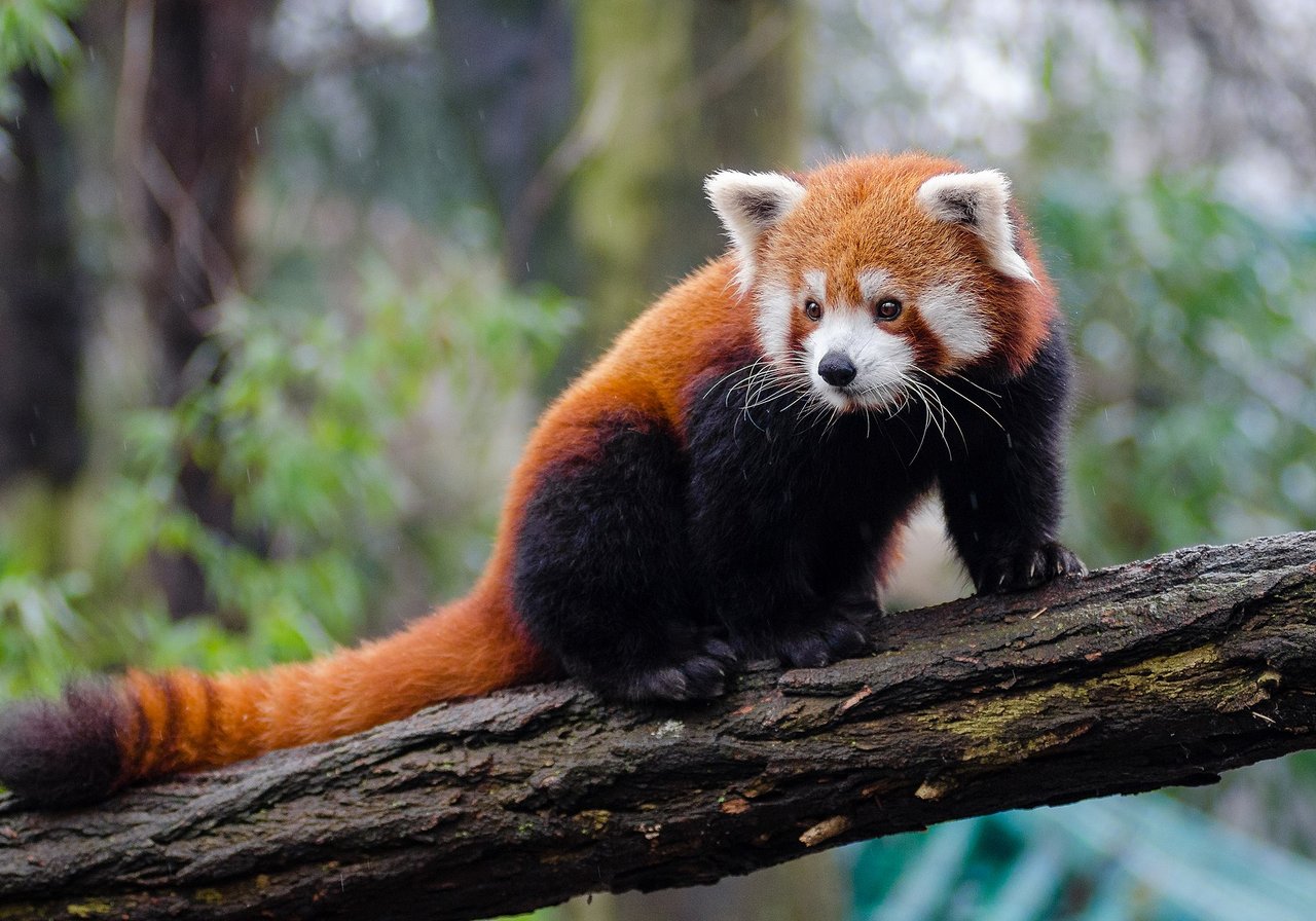 A red panda with russet fur and a ringed tail resting on a mossy branch in montane forest.