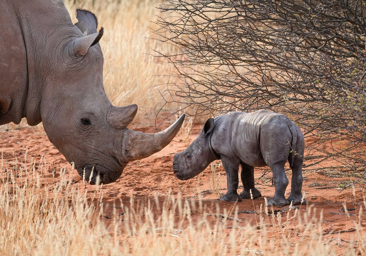 A white rhinoceros with its wide square lip grazing on savanna grassland, its massive horn prominent above the nostrils.