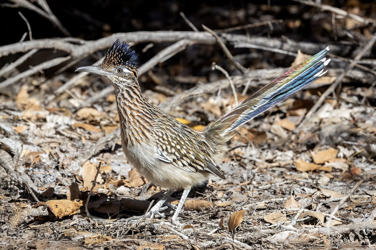 A greater roadrunner (Geococcyx californianus) stands alert on a desert floor covered with dry leaves, its distinctive streaked brown-and-white plumage visible and iridescent crest raised, photographed in natural habitat.