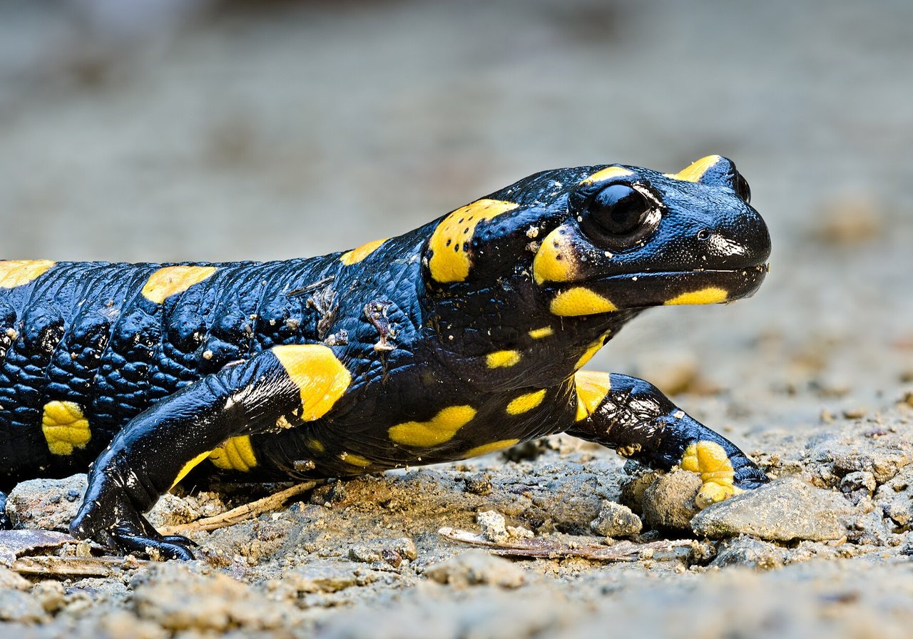 A fire salamander with glossy black skin and vivid yellow spots crawling over mossy woodland leaf litter beside a stream.