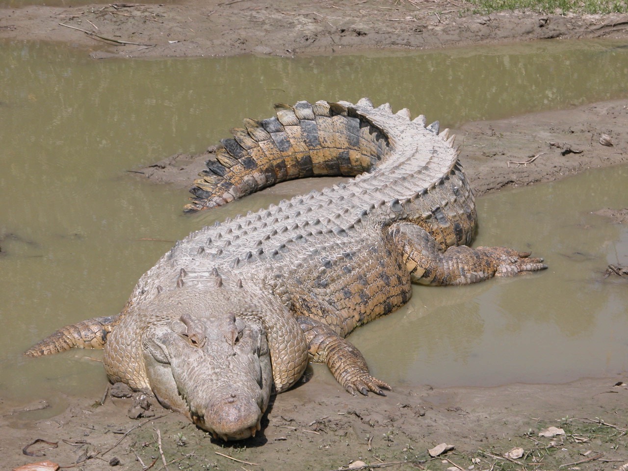 A large saltwater crocodile basking with its jaws open on a muddy estuary bank, showing its broad snout, armored scales, and powerful tail.