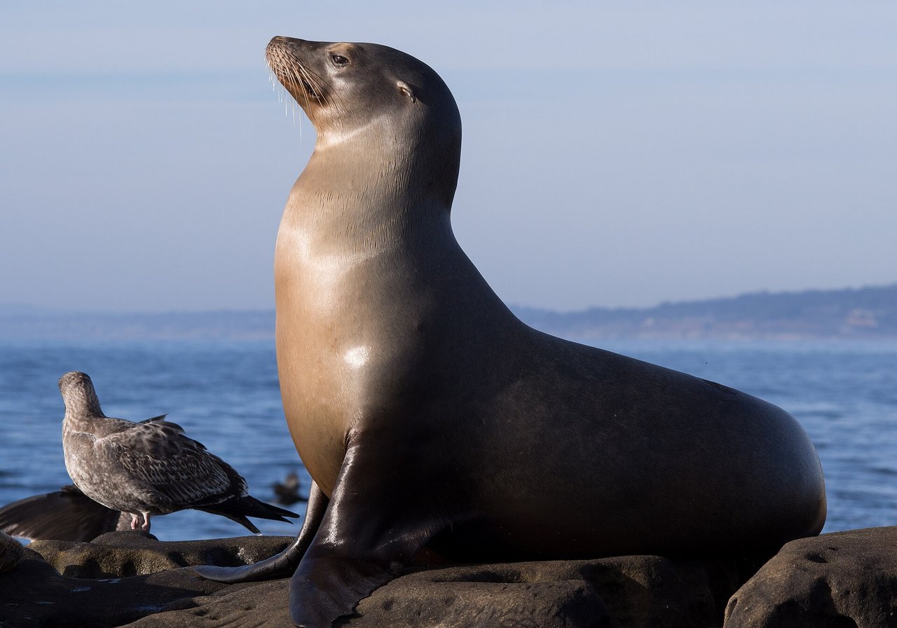 A California sea lion balancing on a rocky haul-out, head raised and external ear flaps visible.