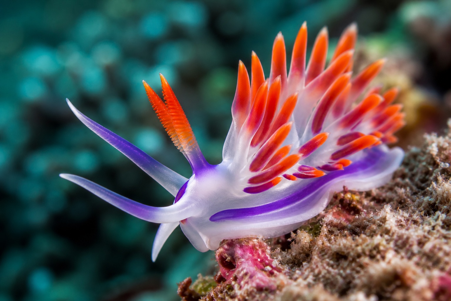 Colourful nudibranch sea slug with orange cerata and blue margin gliding over a temperate reef rock