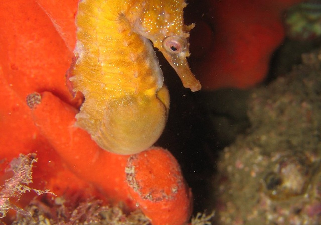 A yellow seahorse anchored to seagrass by its prehensile tail, body upright and snout pointed forward.