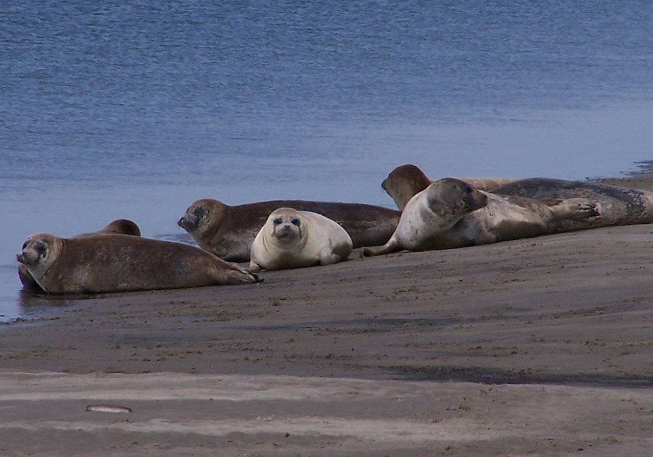 A harbour seal resting on a rocky shore, its sleek spotted coat glistening and whiskers prominent.