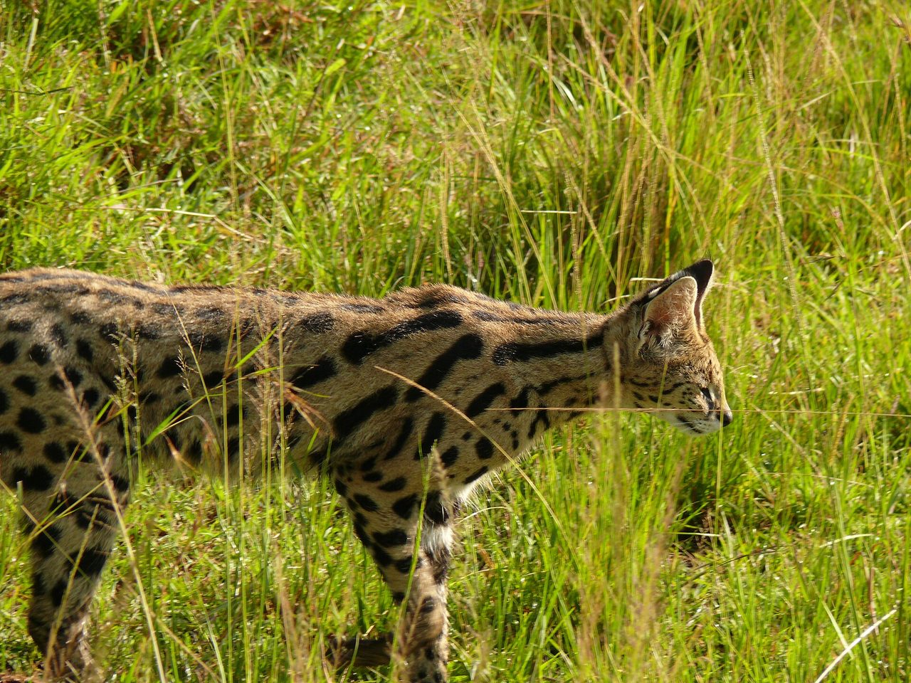 A serval (Leptailurus serval) stalking through tall green grassland, its spotted coat and long legs visible as it moves on the prowl in its natural savanna habitat.
