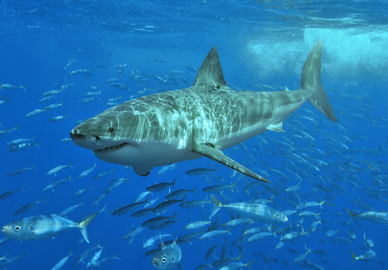 A great white shark swimming near the ocean surface, its grey dorsal side and white underbelly visible in clear blue water