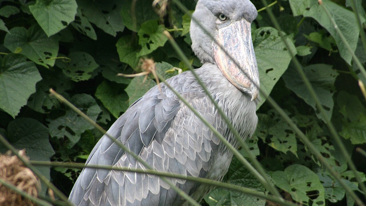 A shoebill (Balaeniceps rex) standing among green swamp vegetation, its enormous shoe-shaped bill and pale eyes turned toward the camera.