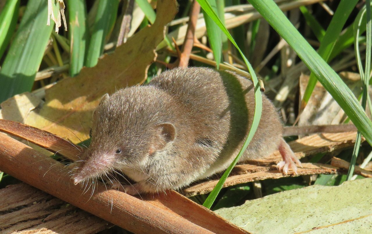 A live white-toothed shrew (family Soricidae) with a long pointed snout and velvety brown fur foraging among leaf litter and grass.