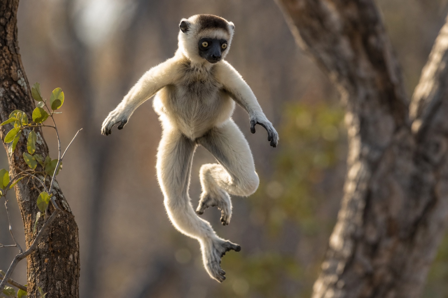 Verreaux's sifaka with white fur and dark patches hopping sideways on two legs across open ground in Madagascar dry forest