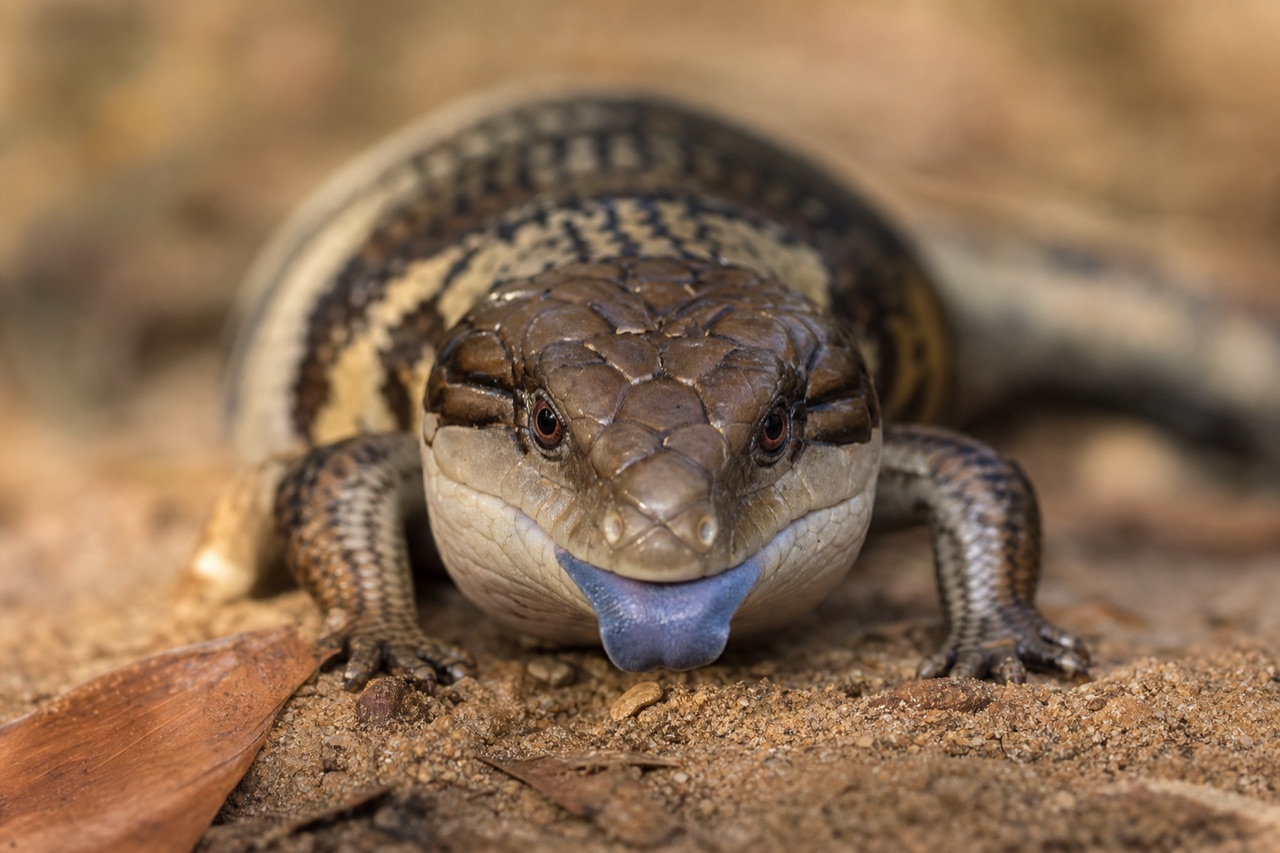 Blue-tongued skink on sandy ground with tongue partially visible
