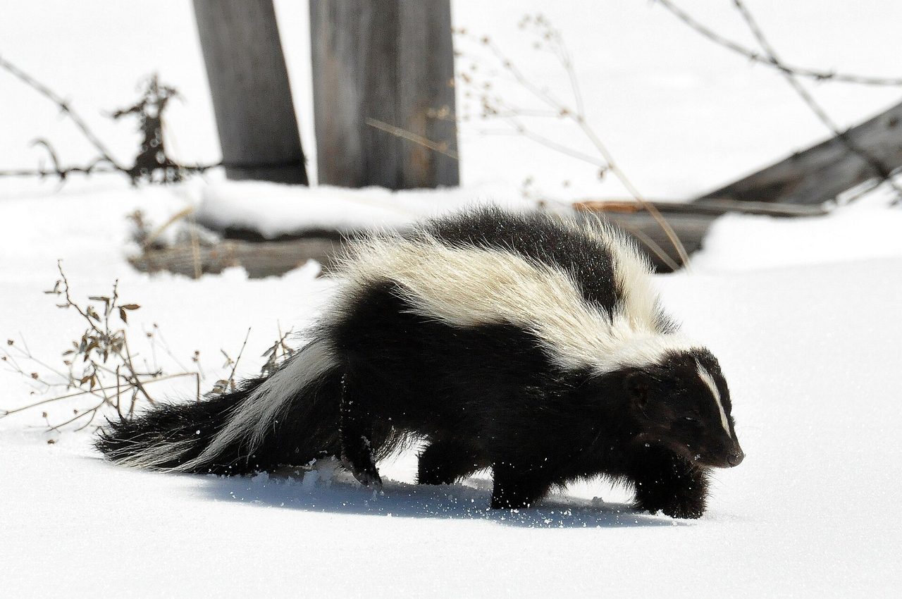 A striped skunk (Mephitis mephitis) walks through snow in a natural outdoor setting, its distinctive black fur and broad white stripes clearly visible.