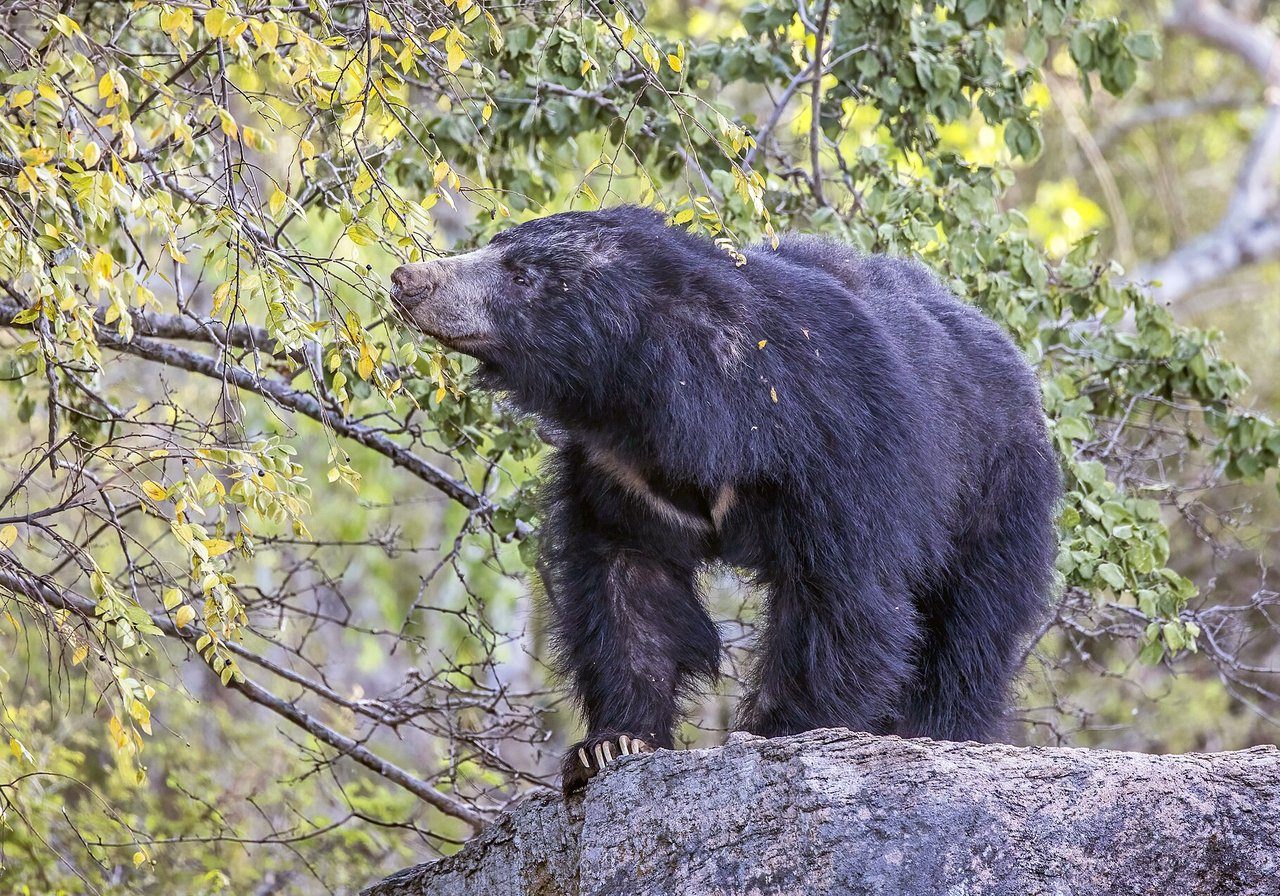 A sloth bear with shaggy black fur and a pale chest blaze using its long claws to tear open a termite mound in Indian dry forest.