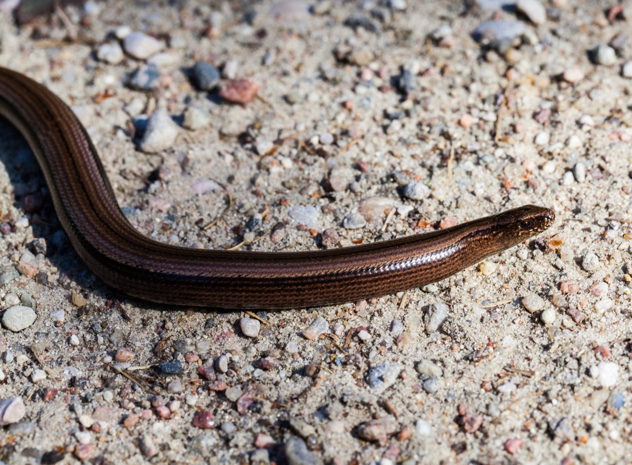 A smooth, glossy, coppery-brown slow worm with a small blunt head coiled on bare soil among grass, its limbless body resembling a snake but in fact a legless lizard.
