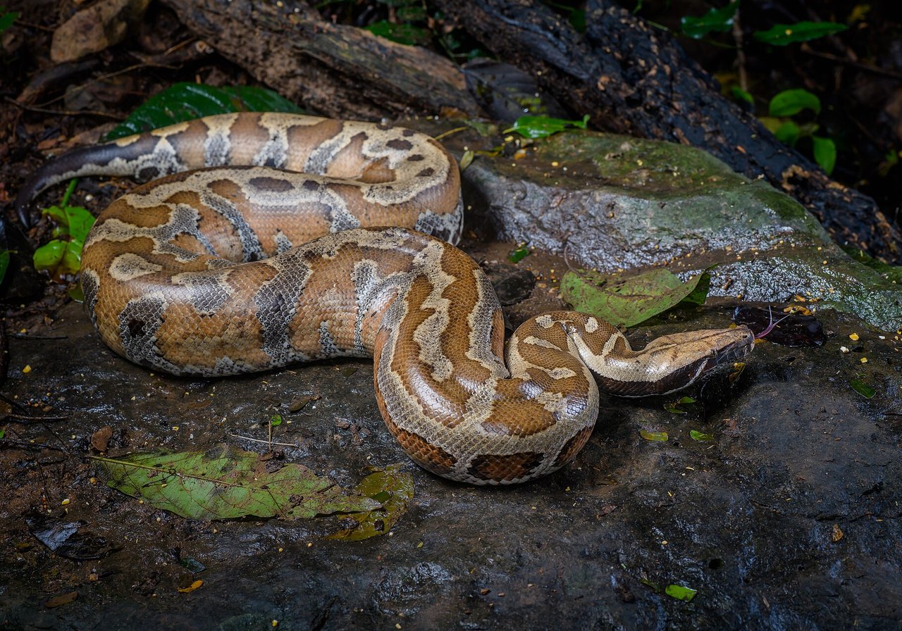 A non-venomous snake with smooth scales coiled on forest leaf litter, tongue flicking to sample scent.