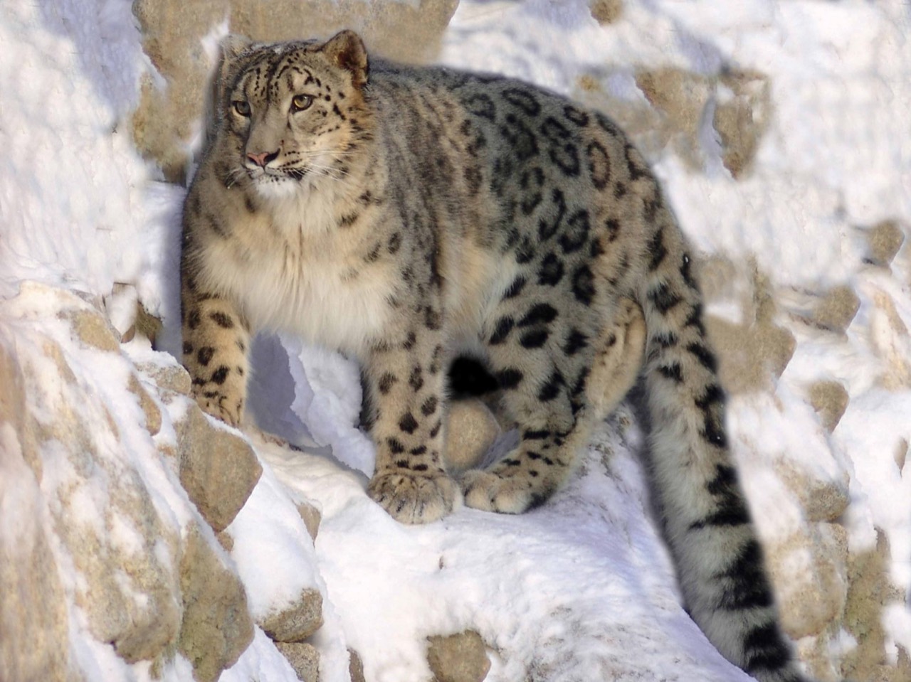 A snow leopard with thick smoke-grey fur and dark rosettes standing on a snow-dusted rocky ledge high in a Himalayan mountain range, its long thick tail curled around its body for warmth