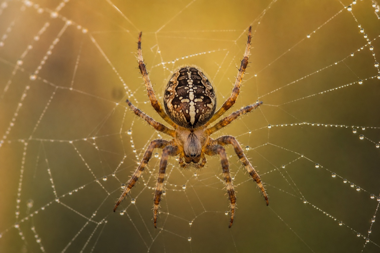 Orb-weaver spider centred in a dew-laden circular web between meadow grasses at dawn