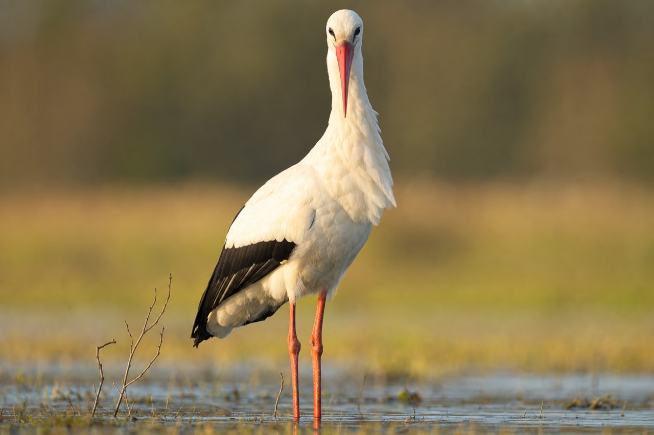 White stork with red bill standing in wetland grass