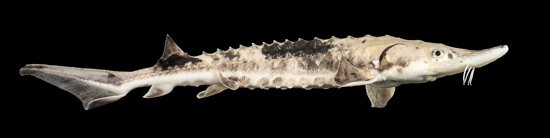 A juvenile lake sturgeon (Acipenser fulvescens) photographed in profile against a black background, showing its distinctive armoured scutes, elongated snout, and barbels.
