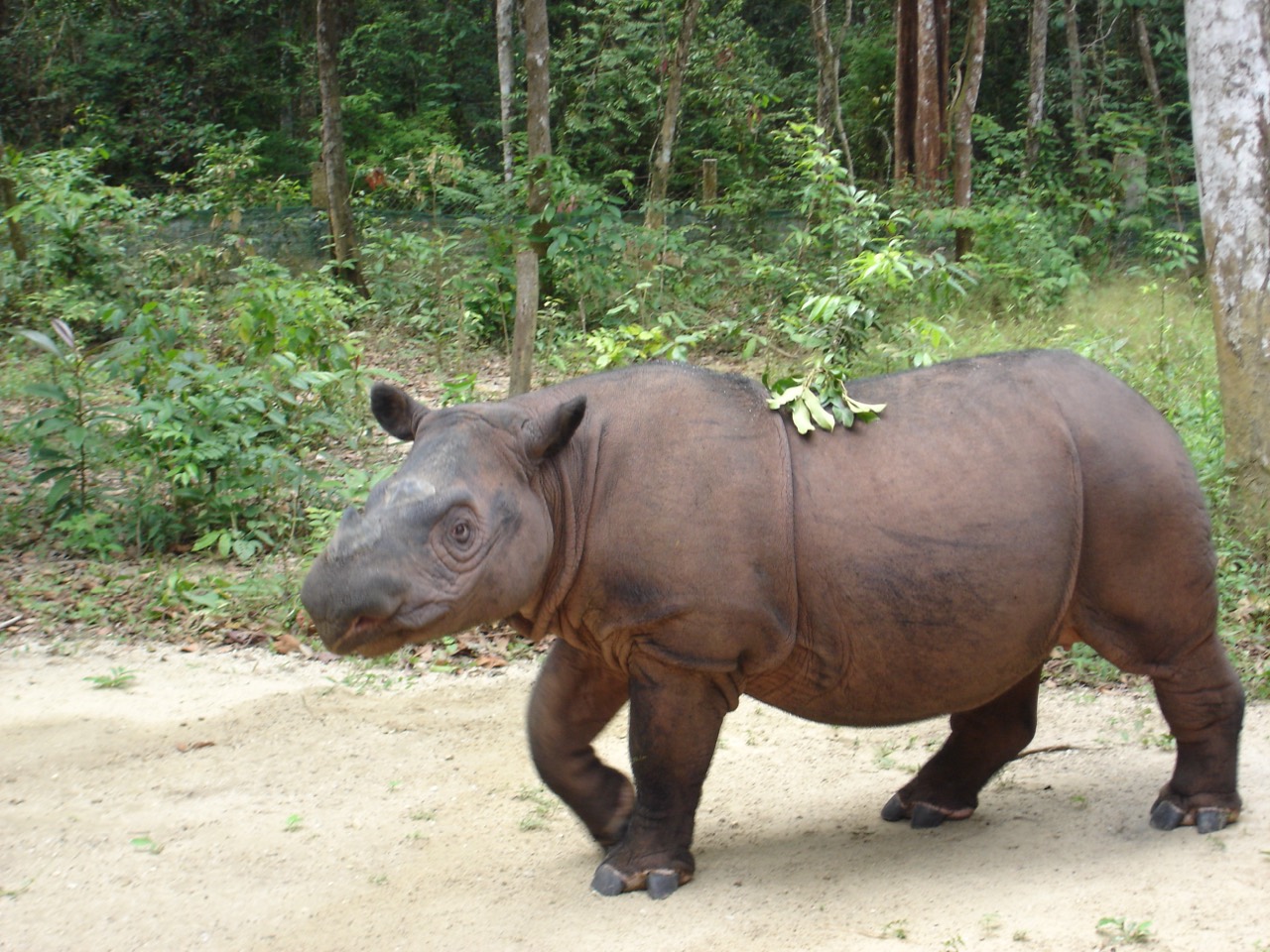 A Sumatran rhino, the smallest and hairiest rhino, standing in dense tropical rainforest, its reddish-brown body patchily covered in coarse hair, with two horns and fringed ears, in Sumatra, Indonesia