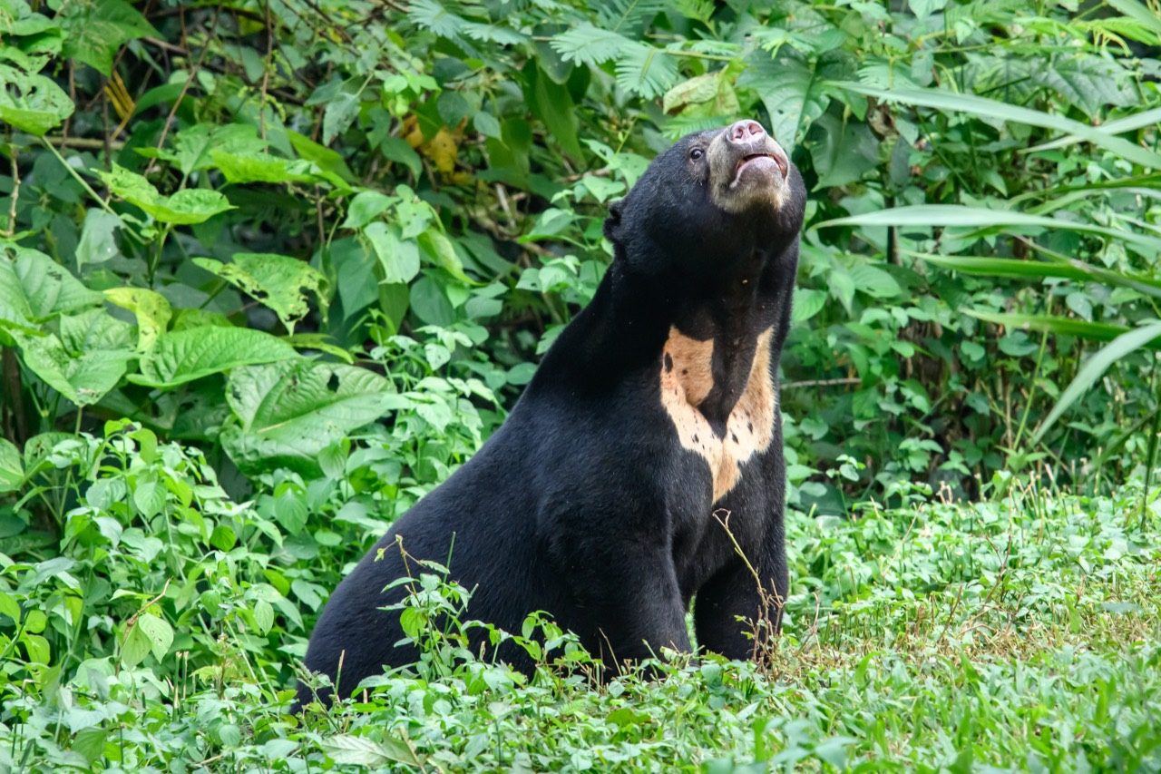 Sun bear with its distinctive pale chest patch in Southeast Asian forest