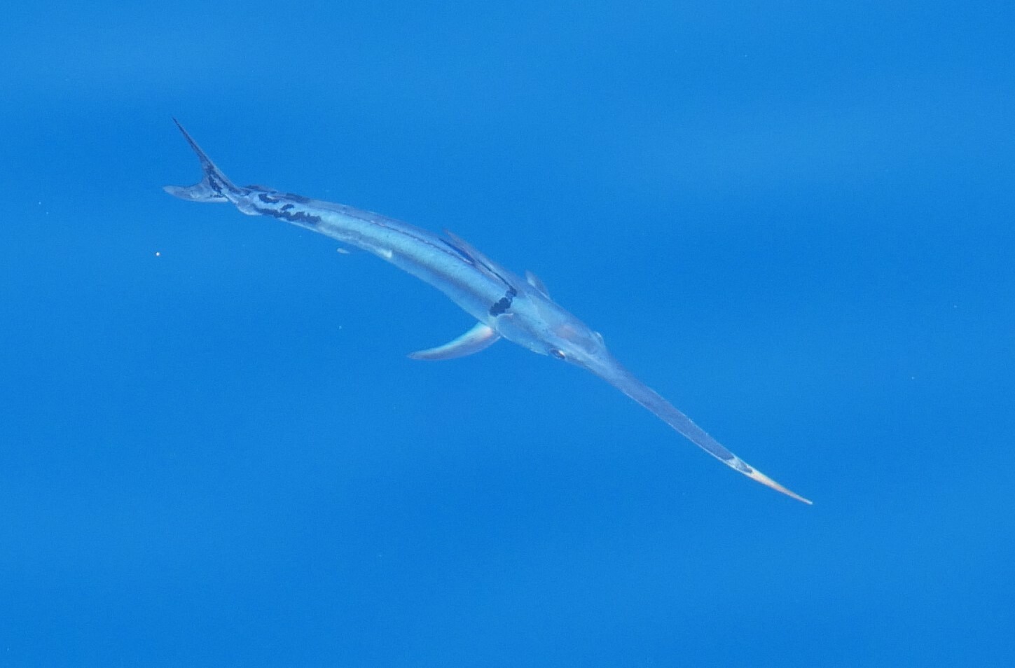 A swordfish (Xiphias gladius) swimming through open blue ocean water, its long flat sword-like bill and streamlined body clearly visible.