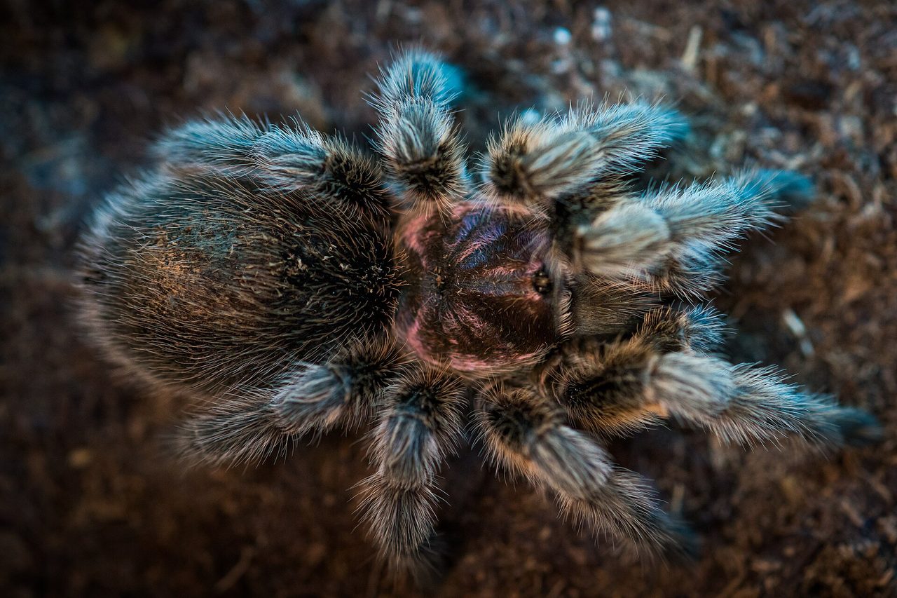 A Chilean rose tarantula (Grammostola rosea) photographed from above, showing its dense grey-blue and brown urticating hairs, robust body, and eight legs resting on dark substrate.