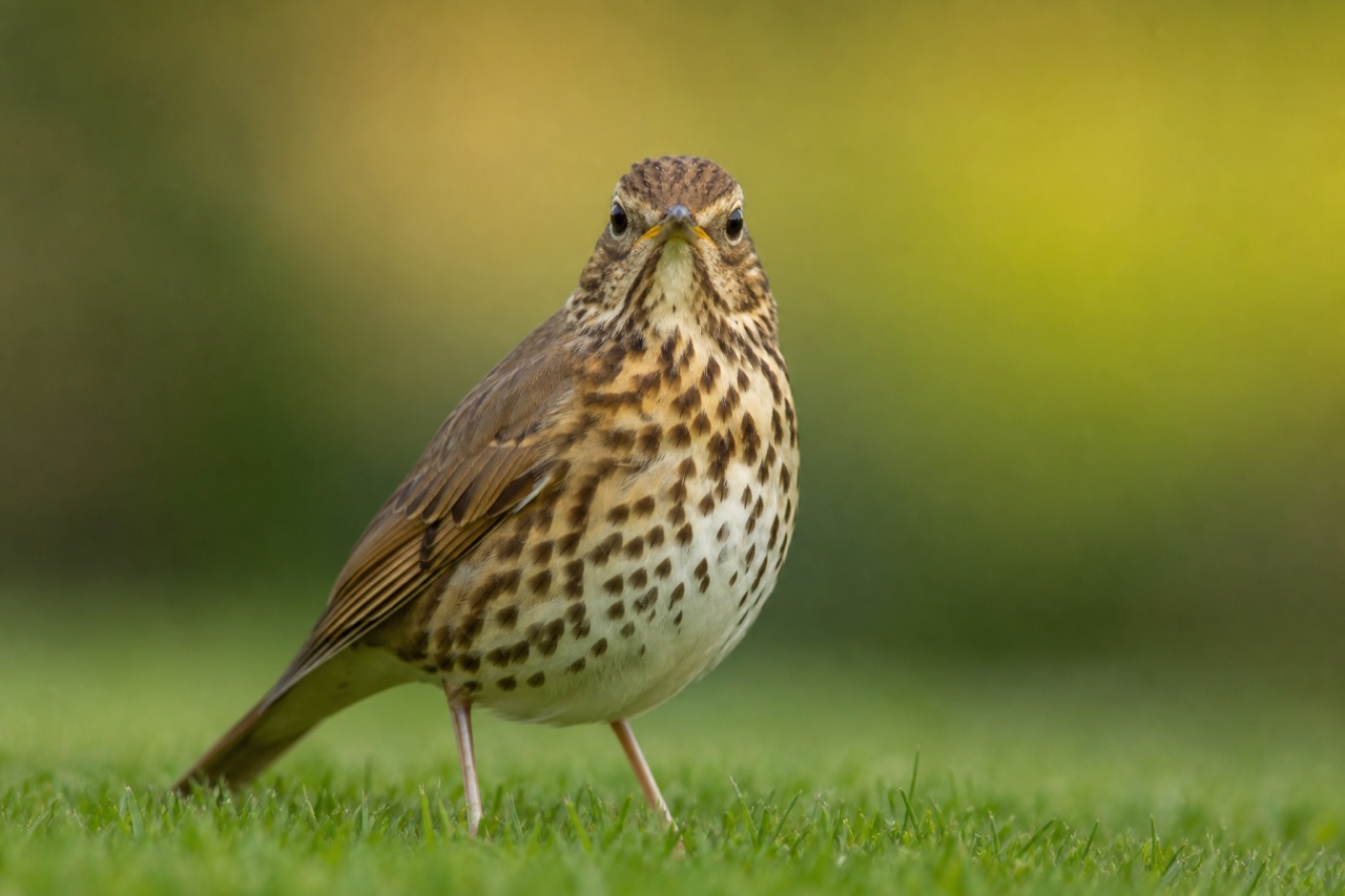 Song thrush with spotted breast perched on a garden lawn beside a hedgerow with fallen berries