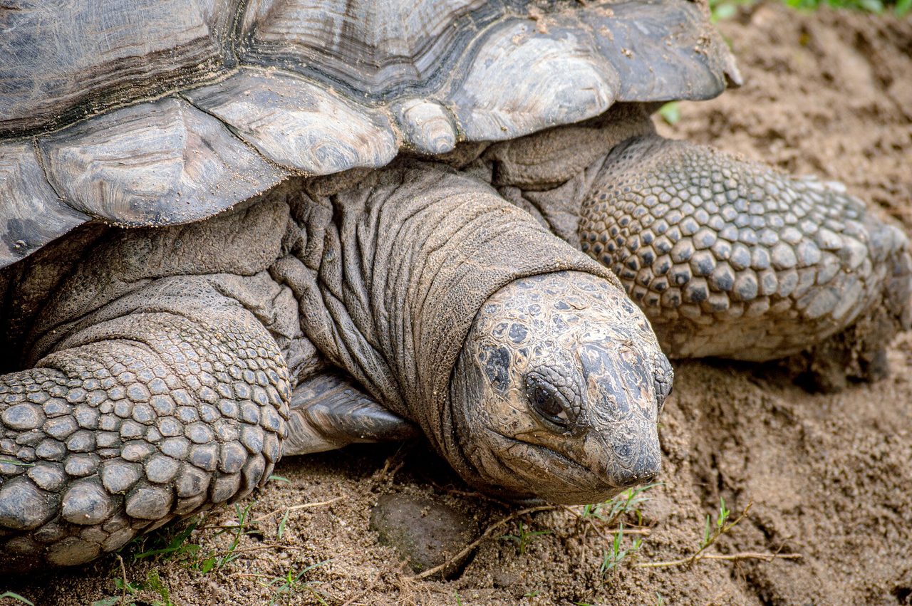 A close-up photograph of a Galapagos giant tortoise resting on sandy ground, showing its heavily scaled legs, wrinkled neck skin, and large domed shell in sharp detail.