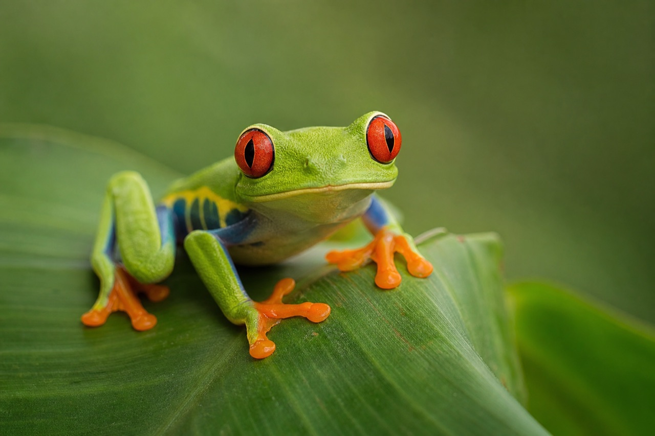 Red-eyed tree frog with vivid red eyes clinging to a green leaf